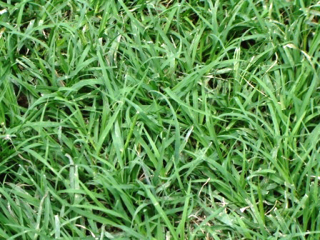 Yuk kita tanam rumput cantik ini di halaman rumah agan!!!