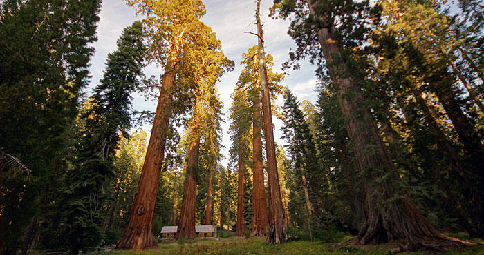 &#91;HOT&#93;Mengenal pohon sequoias
