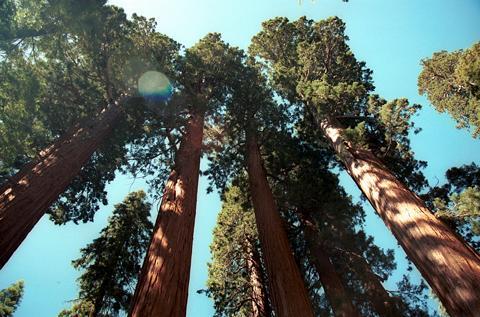 &#91;HOT&#93;Mengenal pohon sequoias