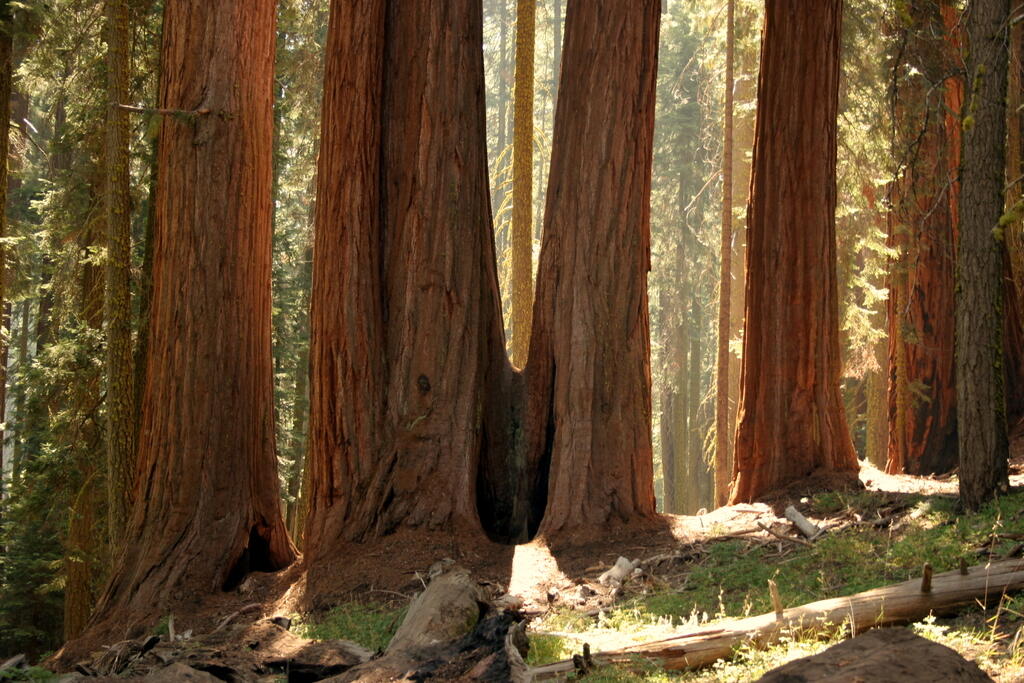 &#91;HOT&#93;Mengenal pohon sequoias