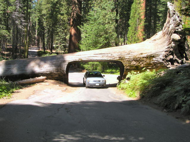 &#91;HOT&#93;Mengenal pohon sequoias