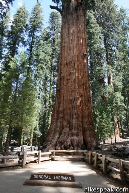 &#91;HOT&#93;Mengenal pohon sequoias