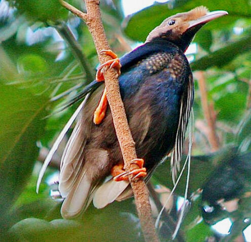 Burung bidadari: Si cantik dari Halmahera