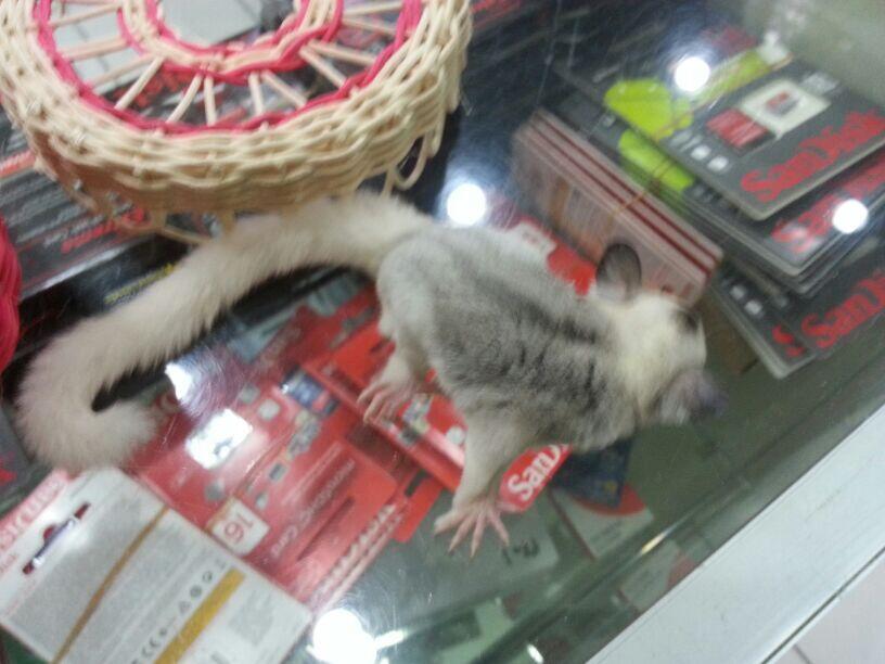 Sugar Glider Mosaic, Creamino, Leucistic, White Face White Tip .....