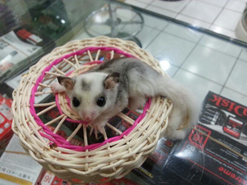 Sugar Glider Mosaic, Creamino, Leucistic, White Face White Tip .....