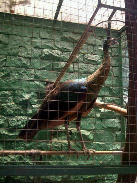 Terjual Burung Merak Hijau Kaskus