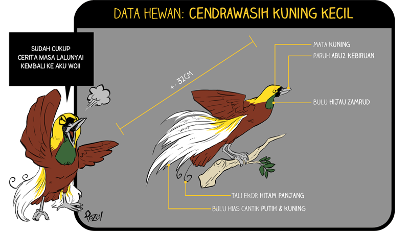 &#91;Info Hewan Bergambar + Komik!&#93; - Cendrawasih Kuning Kecil