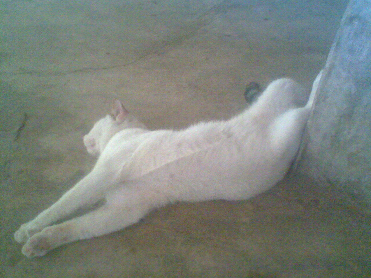 Ini kucing ASLI Gan!!