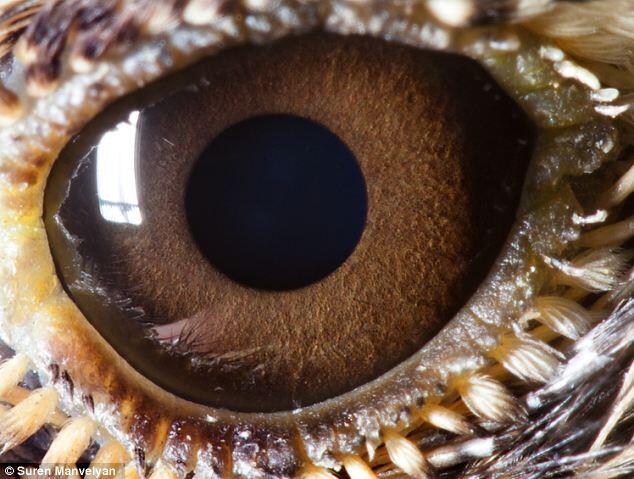 Foto-Foto Mata Binatang Dilihat Dari Jarak Dekat Terlihat Sangat Menakjubkan