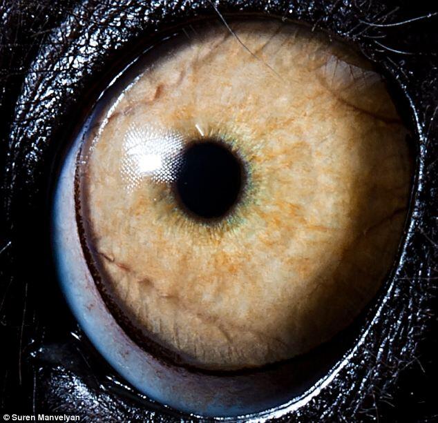 Foto-Foto Mata Binatang Dilihat Dari Jarak Dekat Terlihat Sangat Menakjubkan