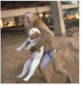 Seekor Kera Selamatkan Anak Anjing