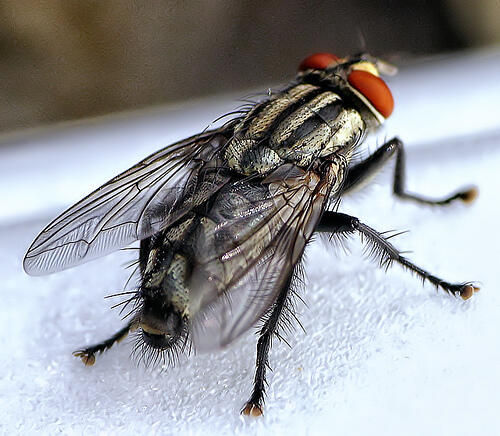 lalat hama