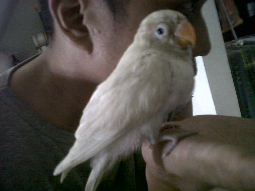 lovebird pasjo ngekek betina 5 bulan