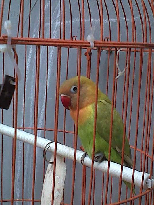 lovebird pasjo ngekek betina 5 bulan