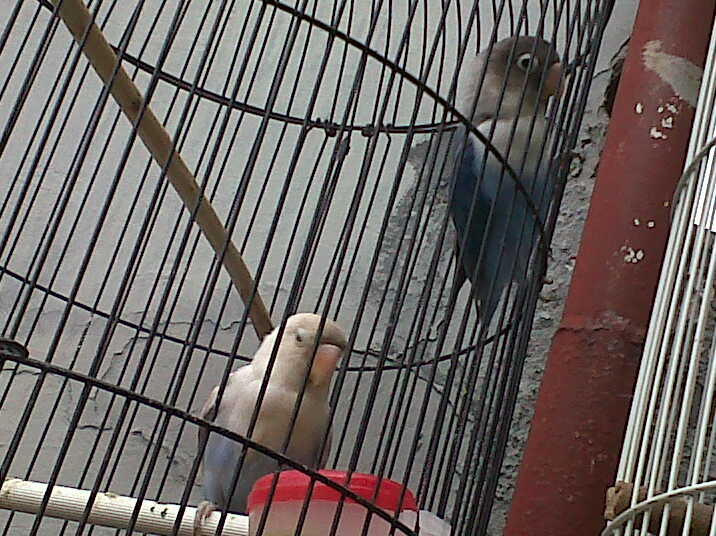 lovebird pasjo ngekek betina 5 bulan