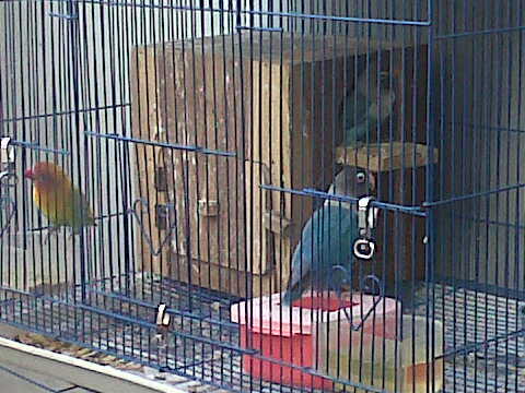 lovebird pasjo ngekek betina 5 bulan