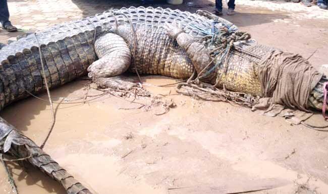 &#91;TOP RECORD&#93; Buaya Terbesar Panjang 7 Meter, Berat Hampir 1 Ton