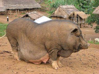 ade gak nyang lebih haram Dr ini ? nyang punya ide masup....