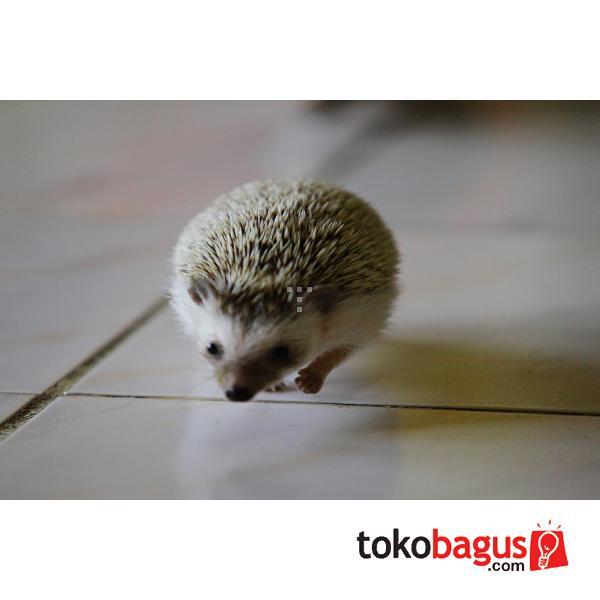 Terjual Landak Mini Turun Harga Kaskus