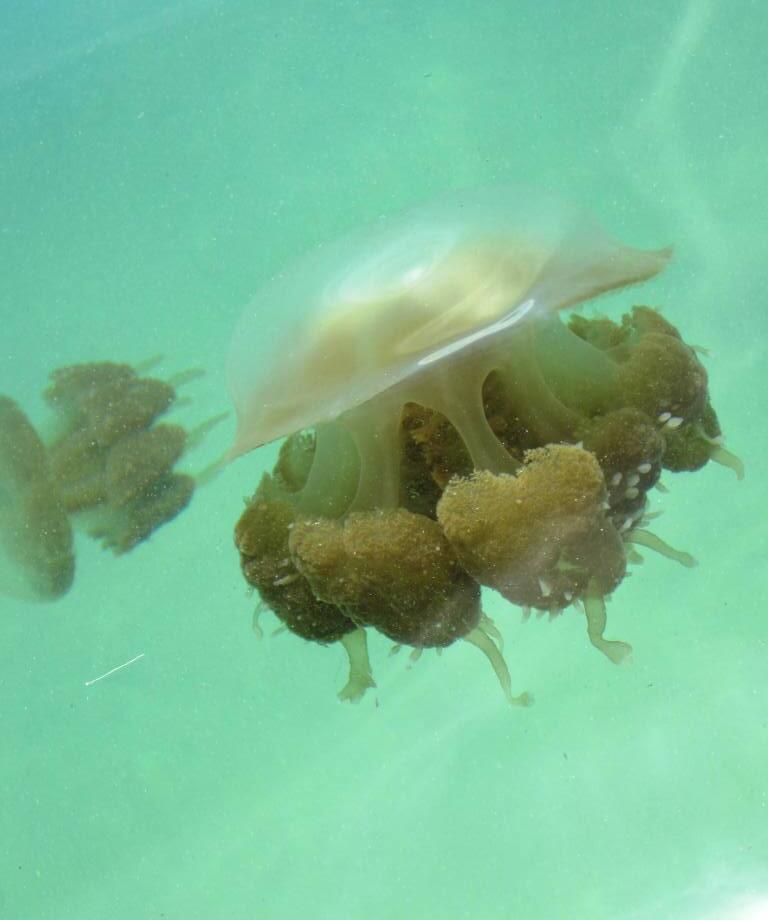 &#91;FR&#93; Pulau Kakaban, Pesona Ubur-ubur Tanpa Racun 