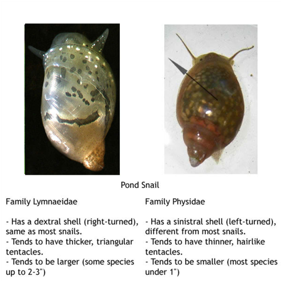  Siput  Siput  Air  Tawar  yang Umum Dijumpai KASKUS