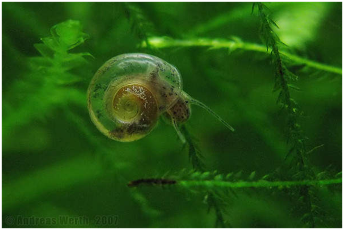  Siput  Siput  Air  Tawar  yang Umum Dijumpai KASKUS