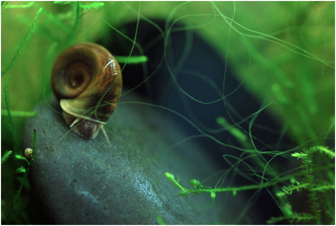  Siput  Siput  Air  Tawar  yang Umum Dijumpai KASKUS