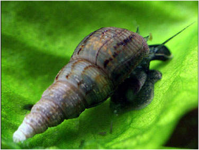 &#91;Sekedar Info&#93; Siput-Siput Air Tawar yang Umum Dijumpai
