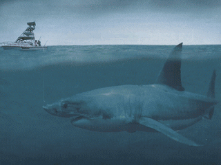 Benarkah Hiu Megalodon Itu Ada???