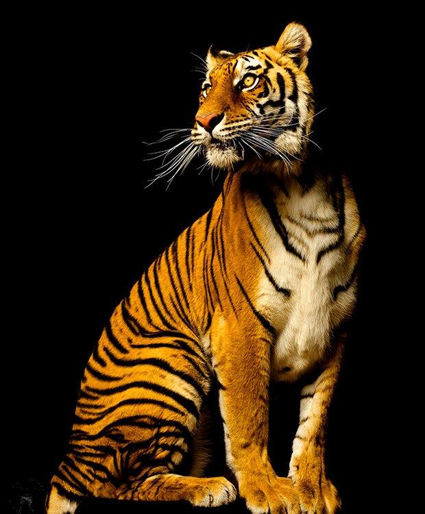 Download 8800 Koleksi Gambar Harimau Gagah Paling Bagus HD