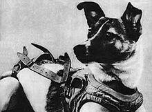Laika, Binatang atau anjing yg pertama kali mengorbit dibumi.