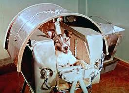 Laika, Binatang atau anjing yg pertama kali mengorbit dibumi.