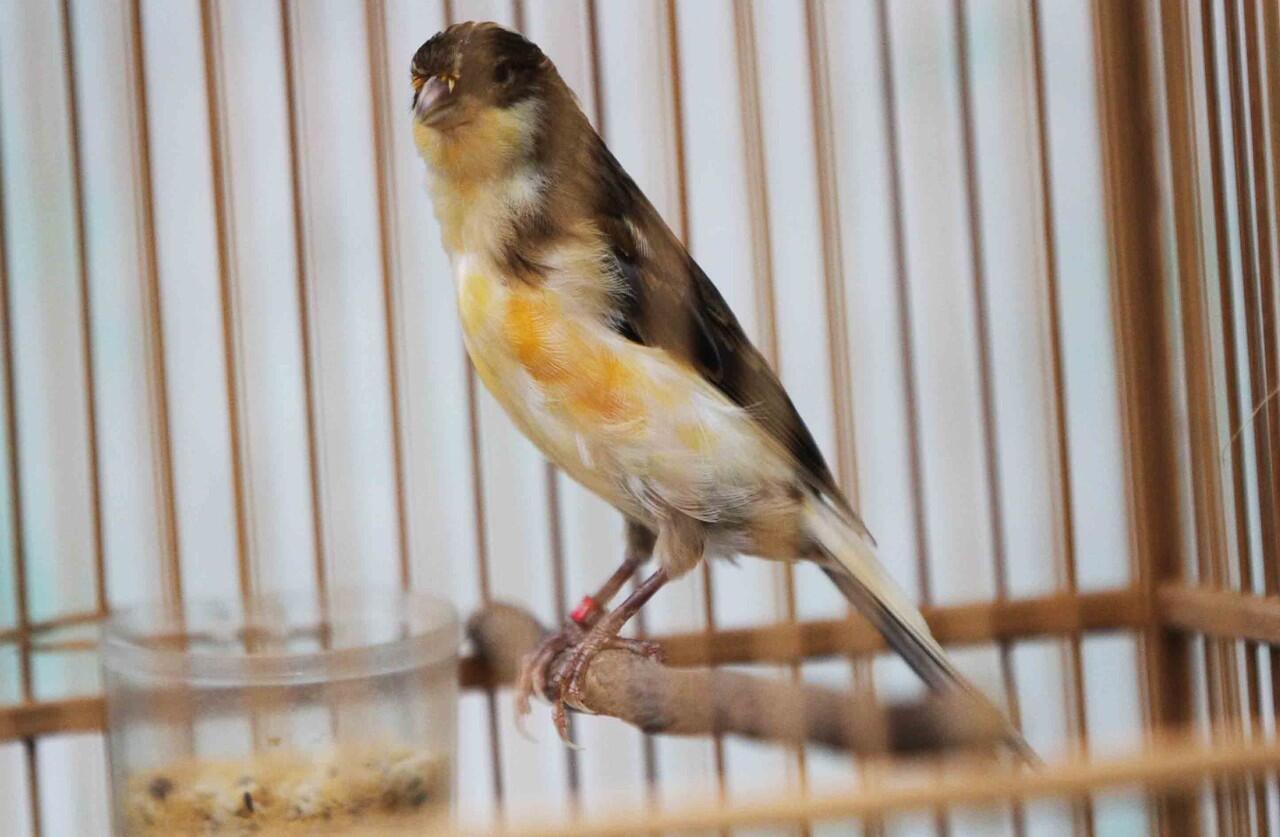 Terjual kenari F1 Ys (jantan Ys DKBxbetina Af)  KASKUS