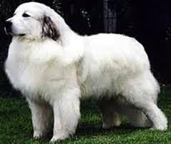 10 Ras Anjing Peliharaan Terbesar di Dunia