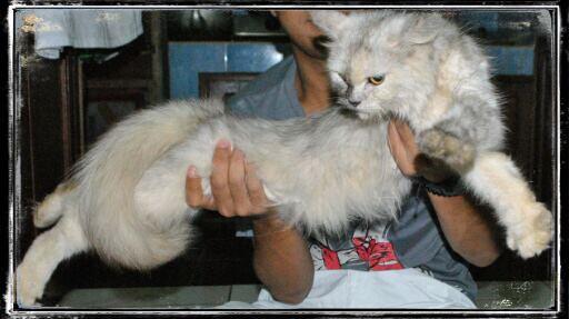 Terjual JUAL Kucing Persia Long Hair Murah BU 300 Ribu  KASKUS