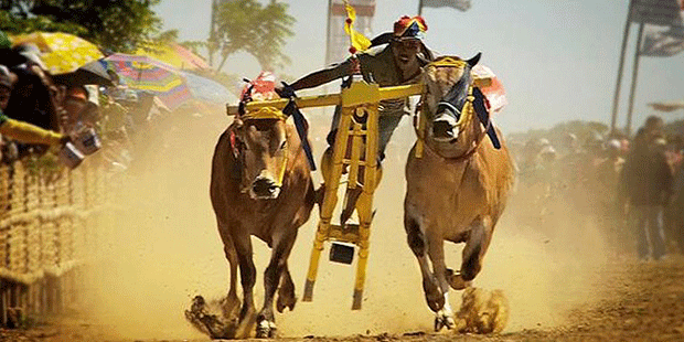 Karapan Sapi Madura, Harga Diri Pun Dipertaruhkan