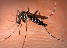 Cara ampuh Mengusir Nyamuk pakai Batre Bekas dan Kopi Hitam 