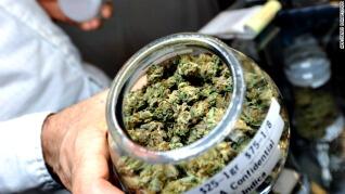 Ganja:Obat Kanker Masa Depan