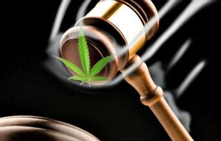 Ganja:Obat Kanker Masa Depan