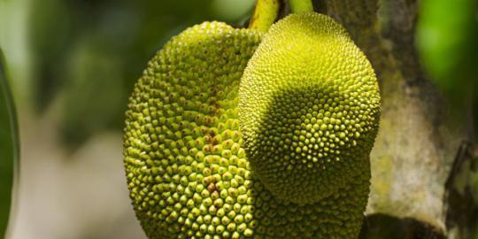 10 Buah buahan Paling Eksotis