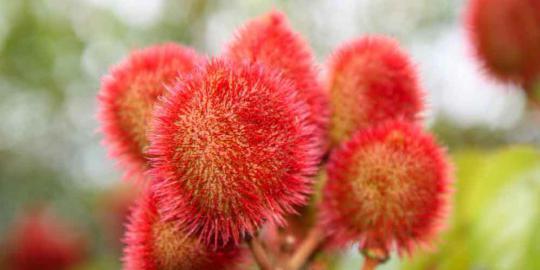 10 Buah buahan Paling Eksotis