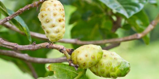 10 Buah buahan Paling Eksotis