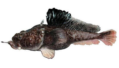 Spesies Ikan Aneh Ditemukan di Antartika