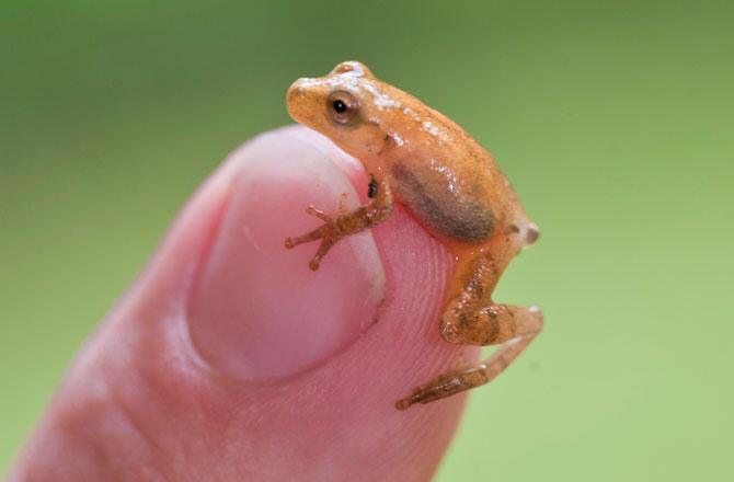 (Pic) Spring Peeper Kodok Eksotik Seujung Jari