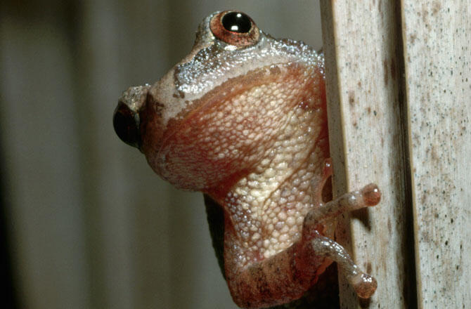 (Pic) Spring Peeper Kodok Eksotik Seujung Jari