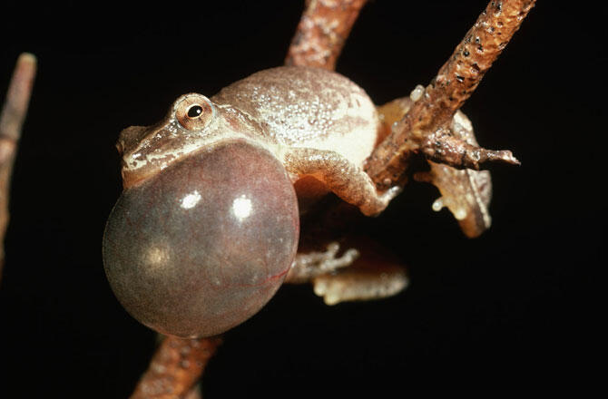 (Pic) Spring Peeper Kodok Eksotik Seujung Jari