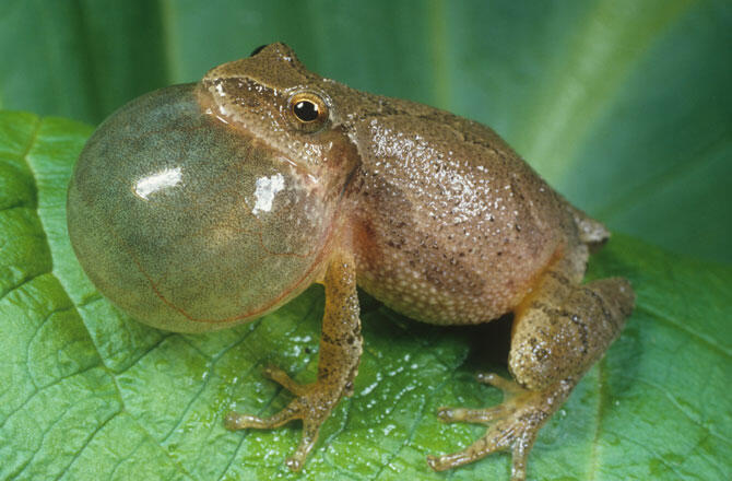 (Pic) Spring Peeper Kodok Eksotik Seujung Jari