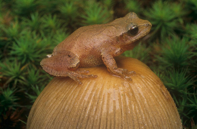 (Pic) Spring Peeper Kodok Eksotik Seujung Jari