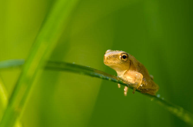 (Pic) Spring Peeper Kodok Eksotik Seujung Jari