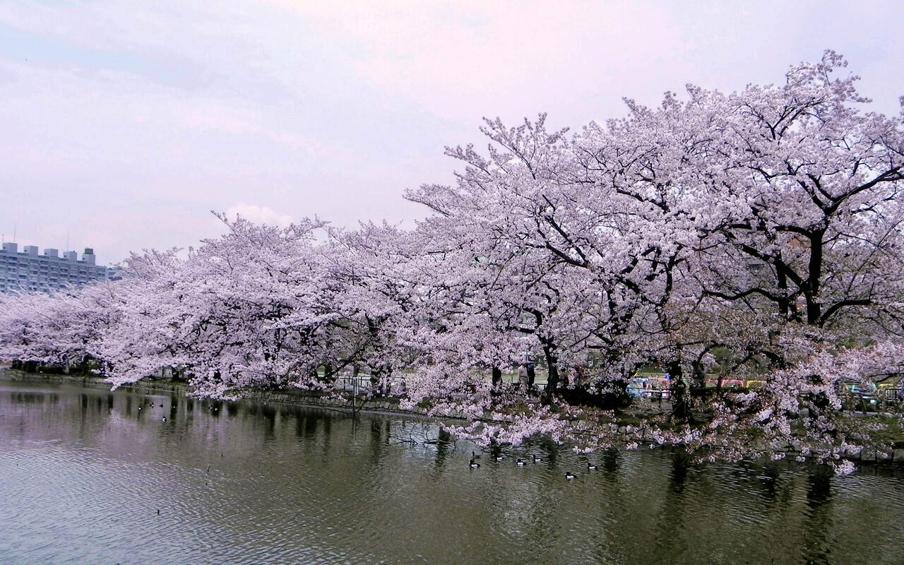 UENO PARK!! TEMPAT YANG WAJIB DI KUNJUNGI SAAT MUSIM SEMI DI JEPANG!!!